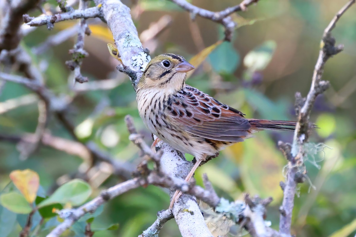 Henslow's Sparrow - ML388002131