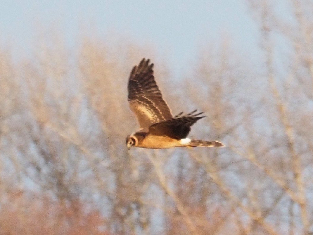 Pallid Harrier - ML388002241