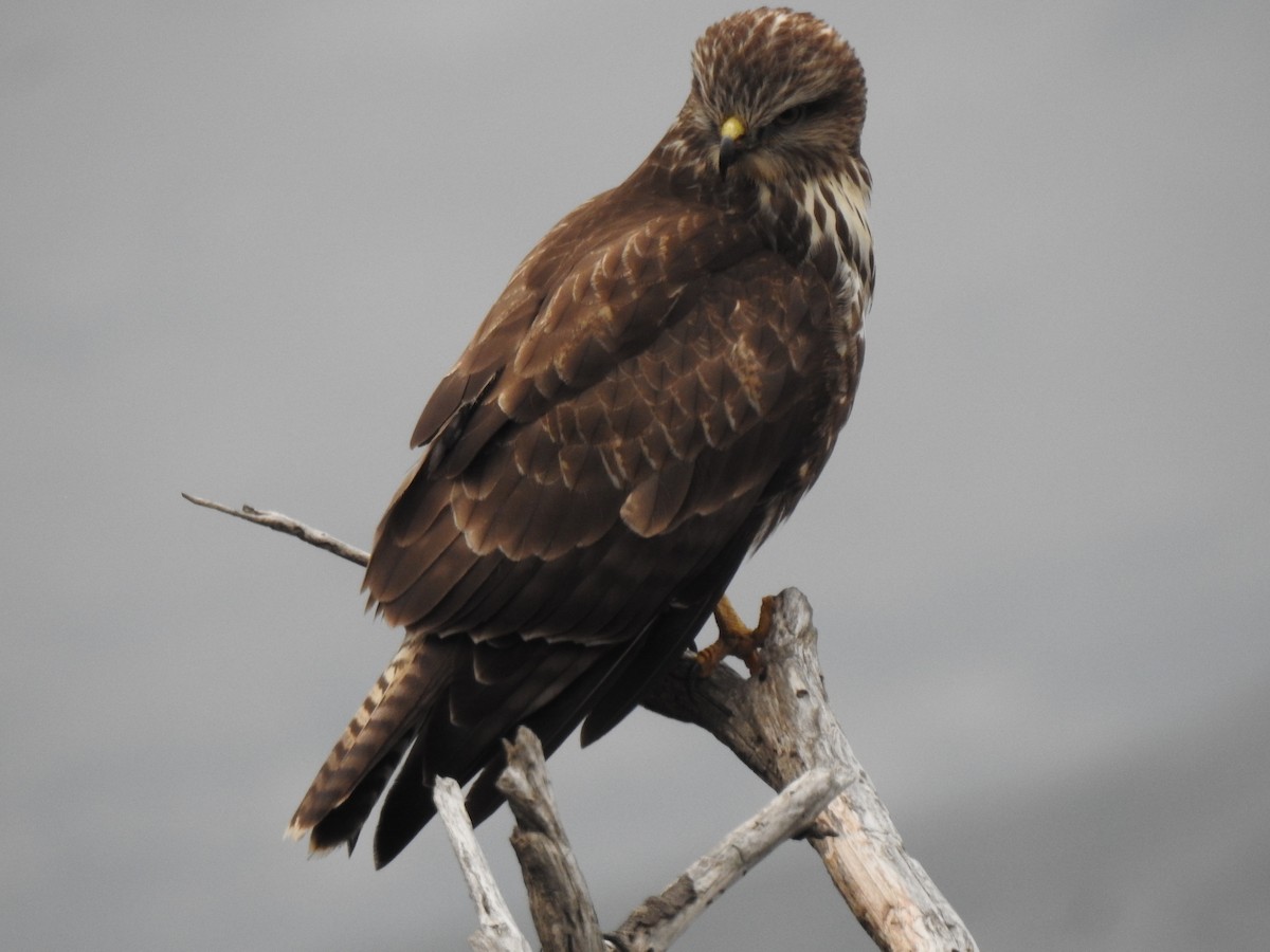 Common Buzzard - ML388002821