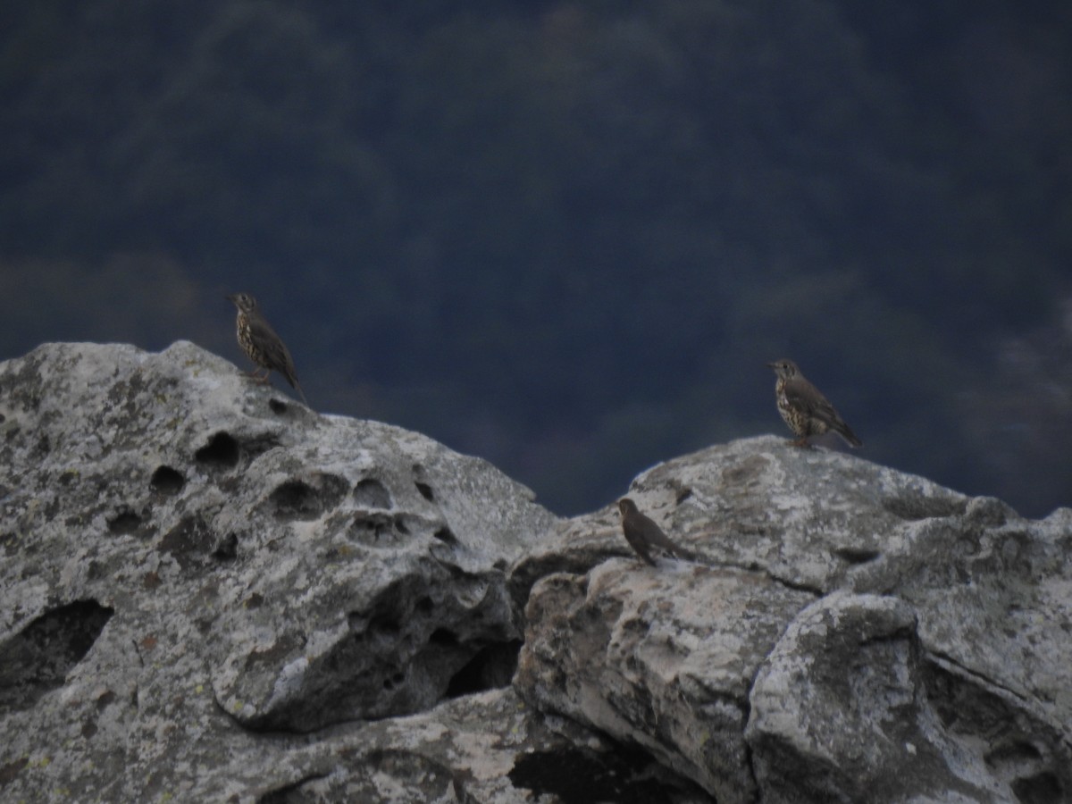 Mistle Thrush - ML388002871