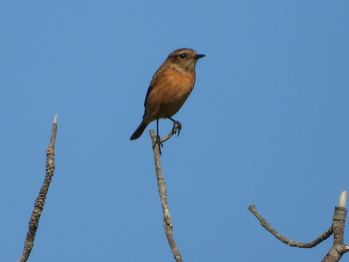 European Stonechat - ML388004261