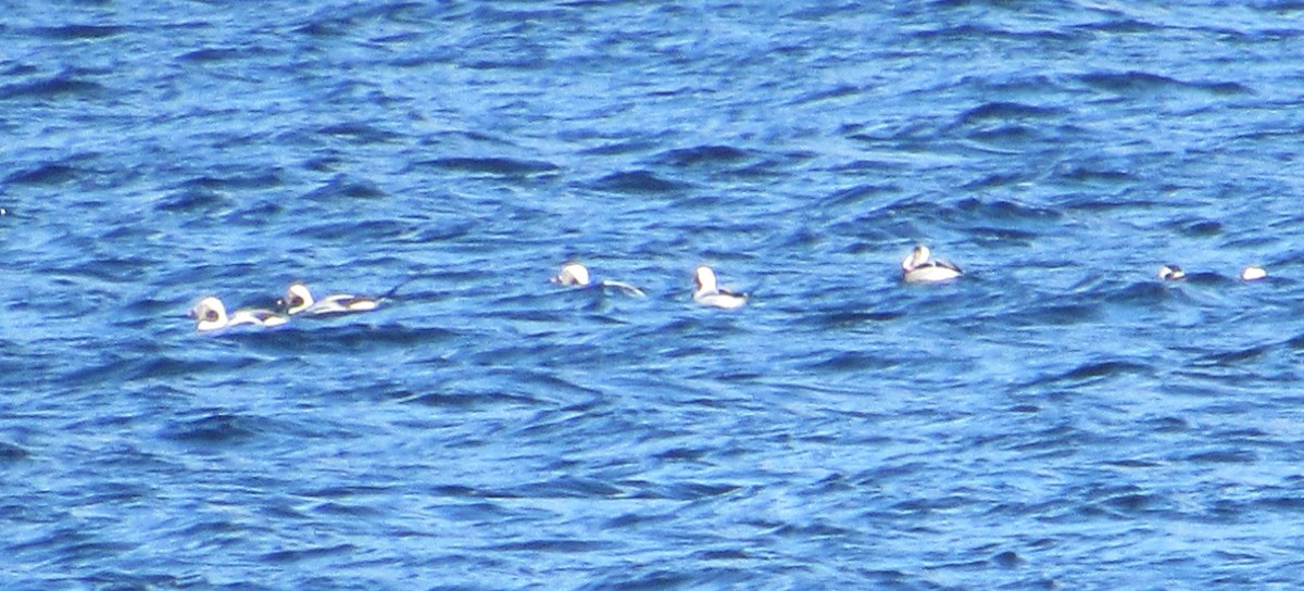 Long-tailed Duck - ML388004711