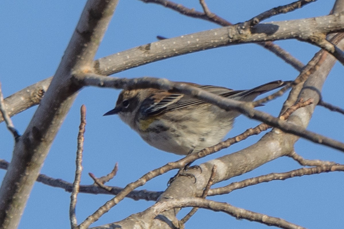 Пісняр-лісовик жовтогузий (підвид coronata) - ML388005401