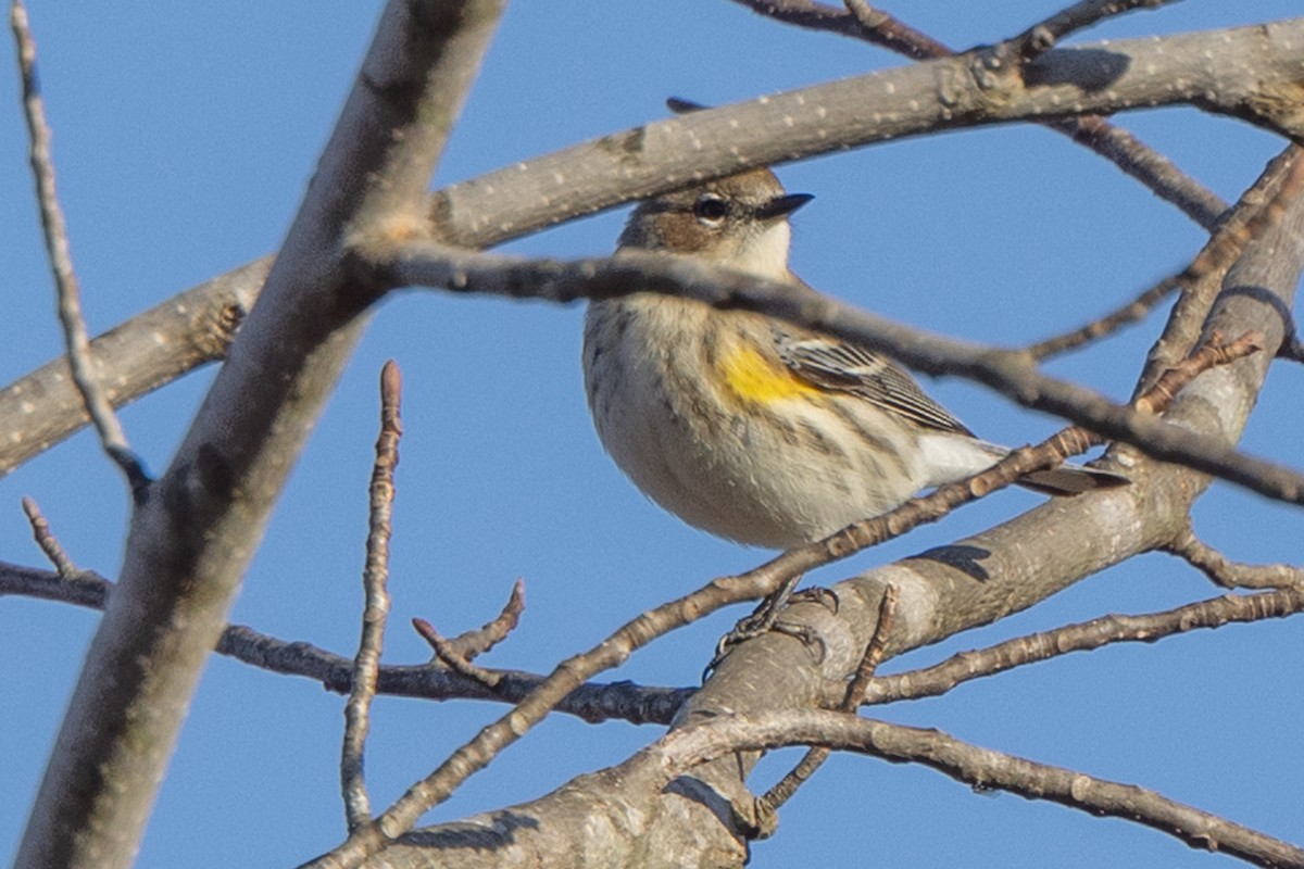 Пісняр-лісовик жовтогузий (підвид coronata) - ML388005411