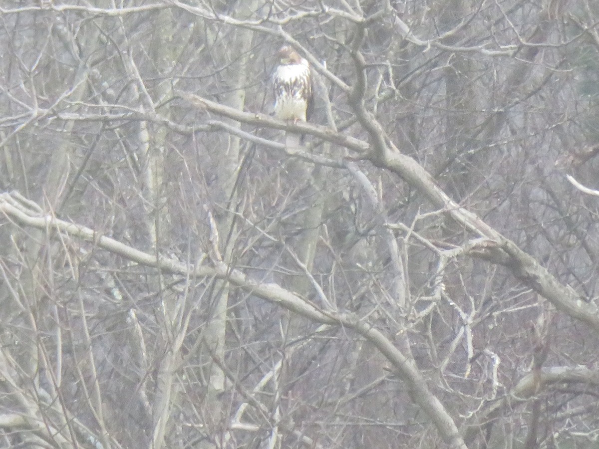 Red-tailed Hawk - ML388007151