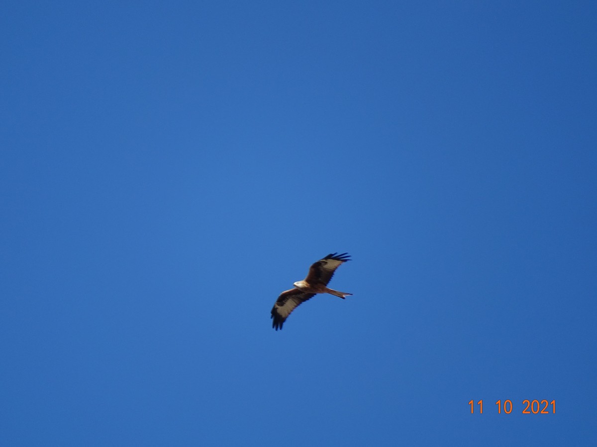 Red Kite - ML388009621