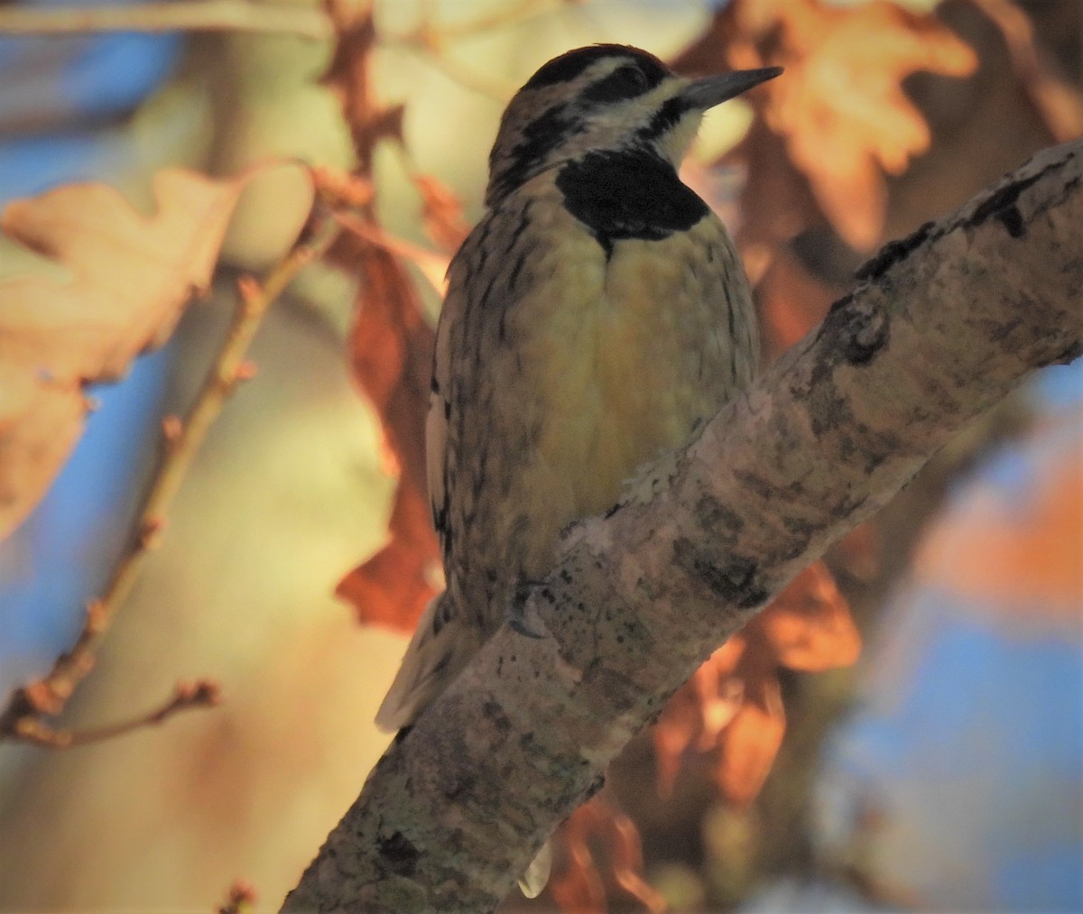 Yellow-bellied Sapsucker - ML388009841