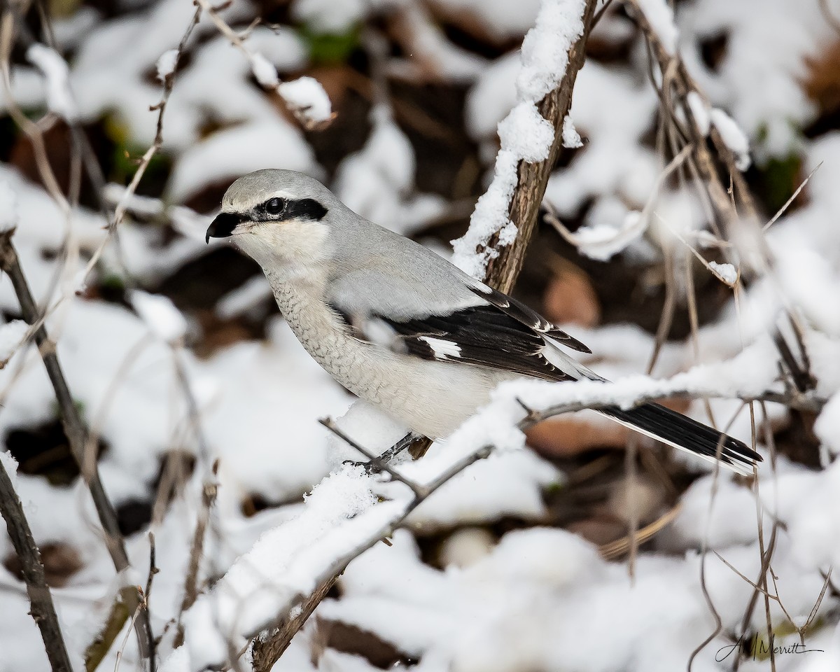 Northern Shrike - ML388010681