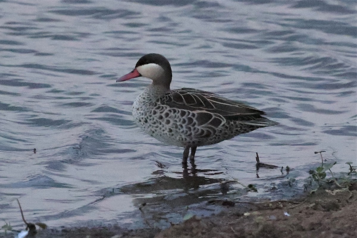 Blue-billed Teal - ML388011231