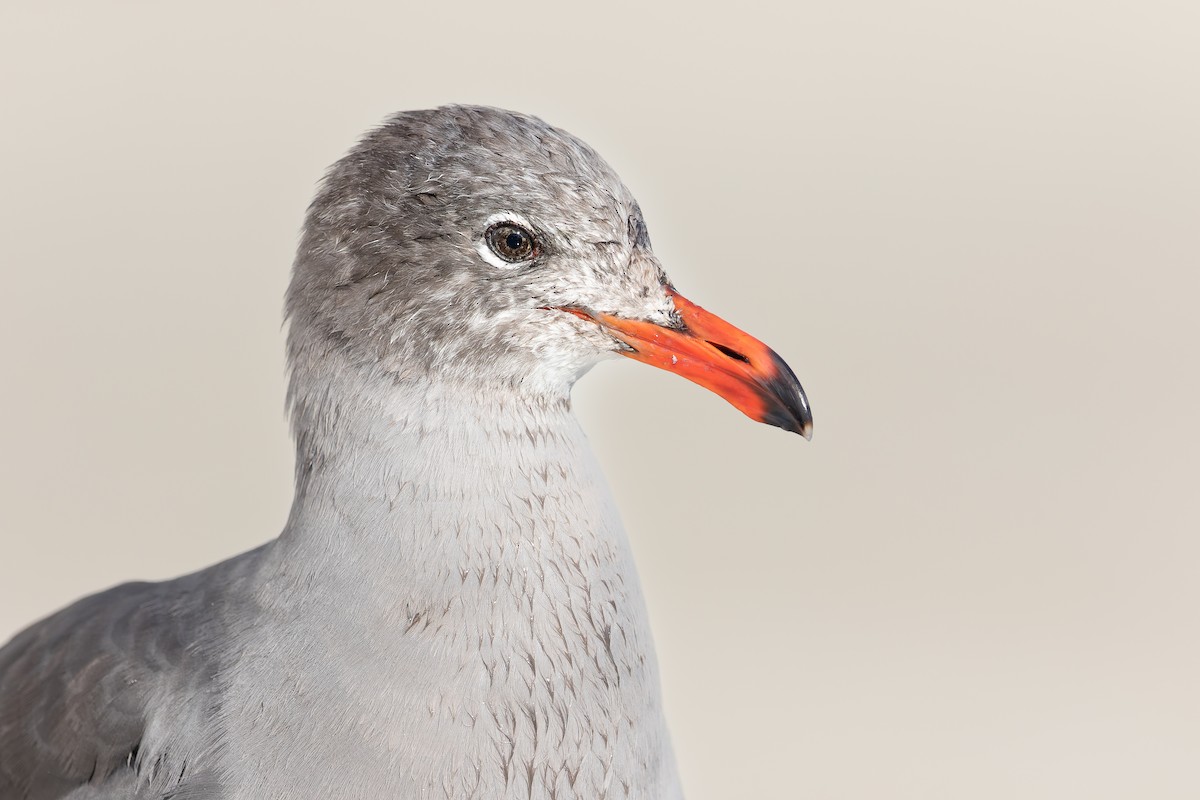 Heermann's Gull - ML388012881