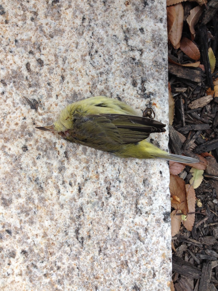 Orange-crowned Warbler - Nathan Kuhnert