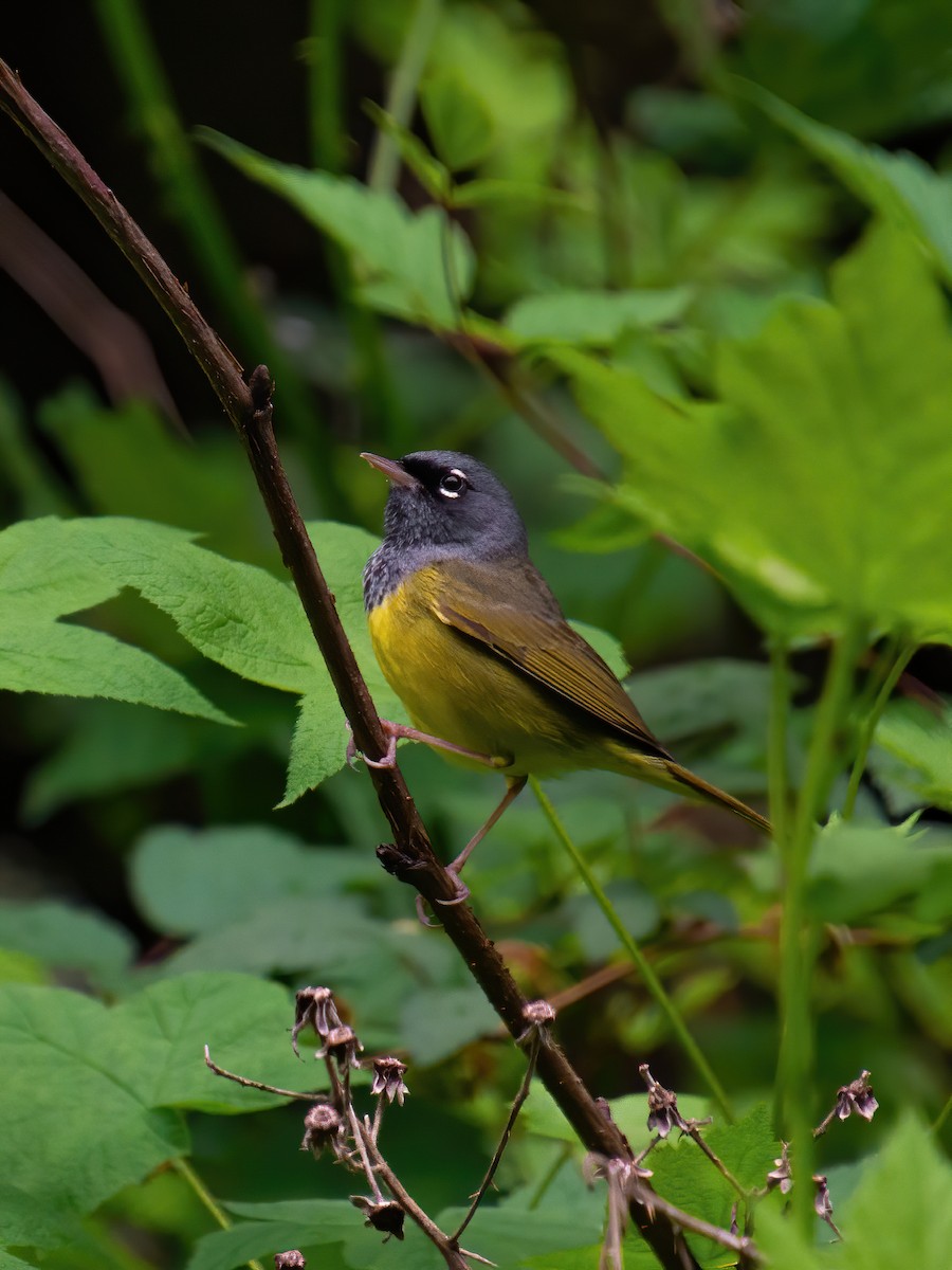 MacGillivray's Warbler - ML388014611