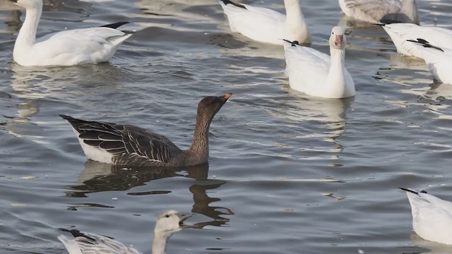 Tundra Bean-Goose - ML388015101