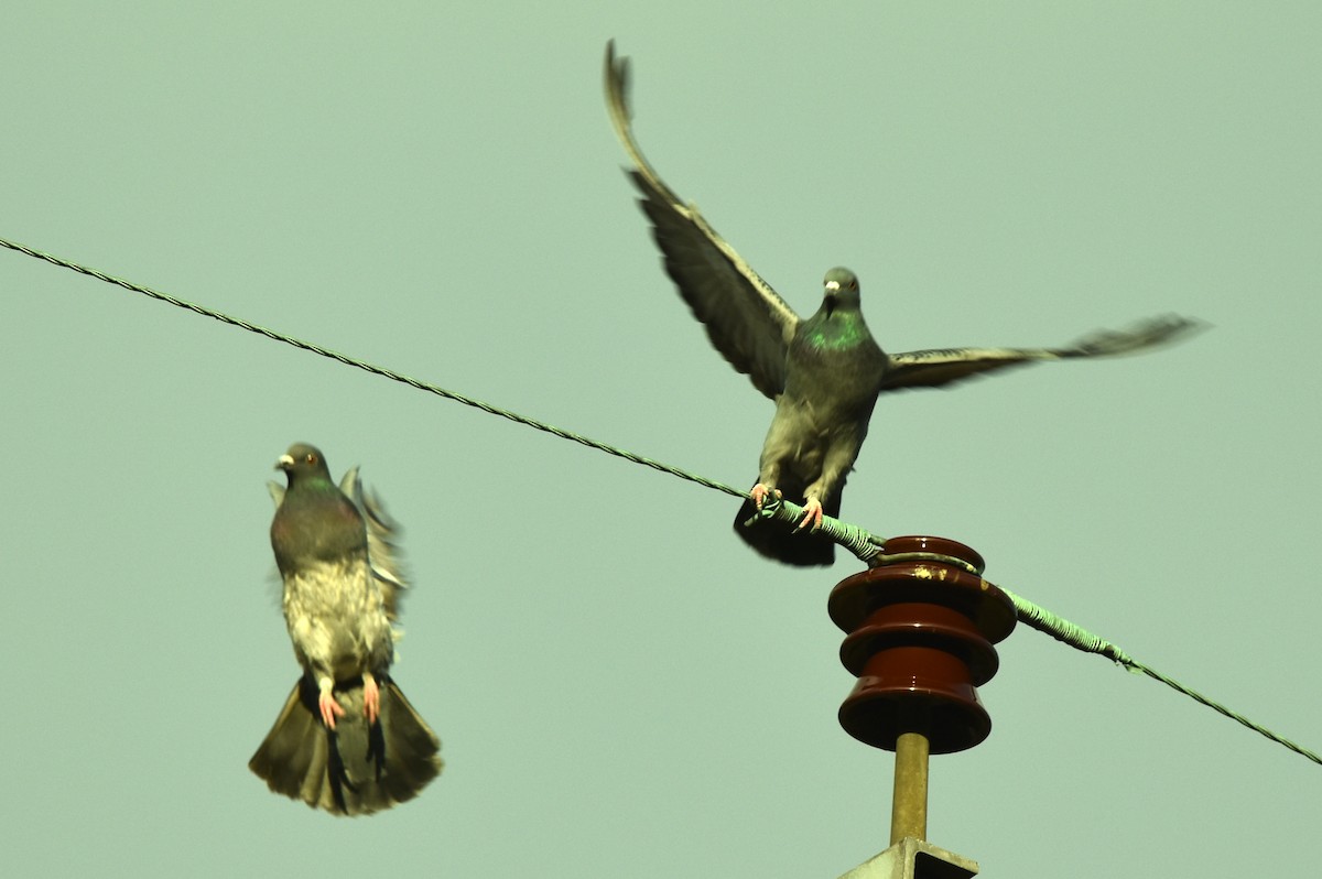 Rock Pigeon (Feral Pigeon) - ML388016221