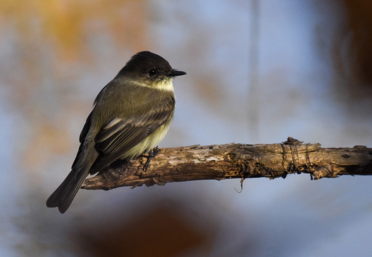 Eastern Phoebe - ML388018651