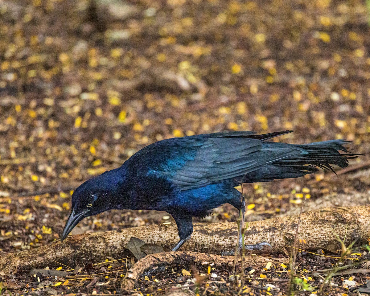 Great-tailed Grackle - ML388019241