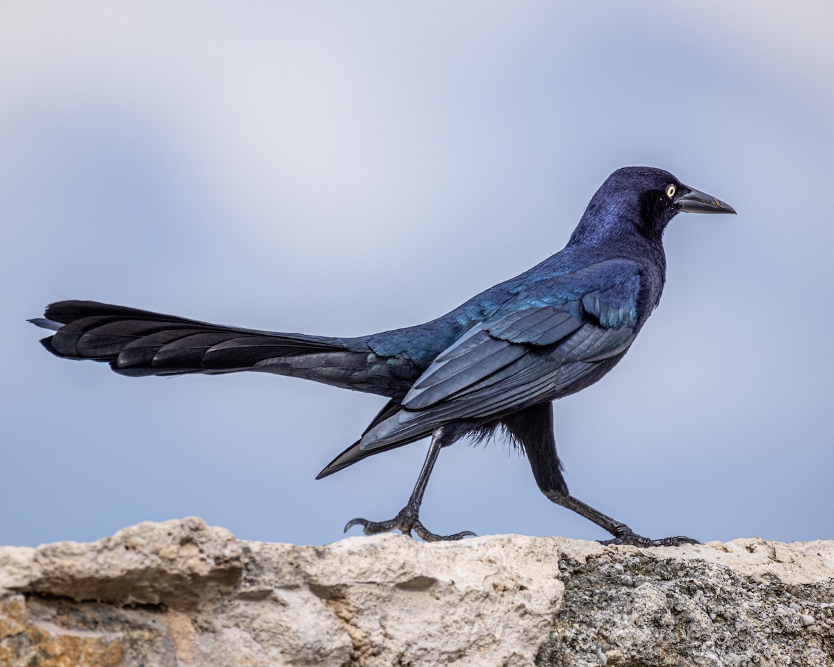 Great-tailed Grackle - ML388019251