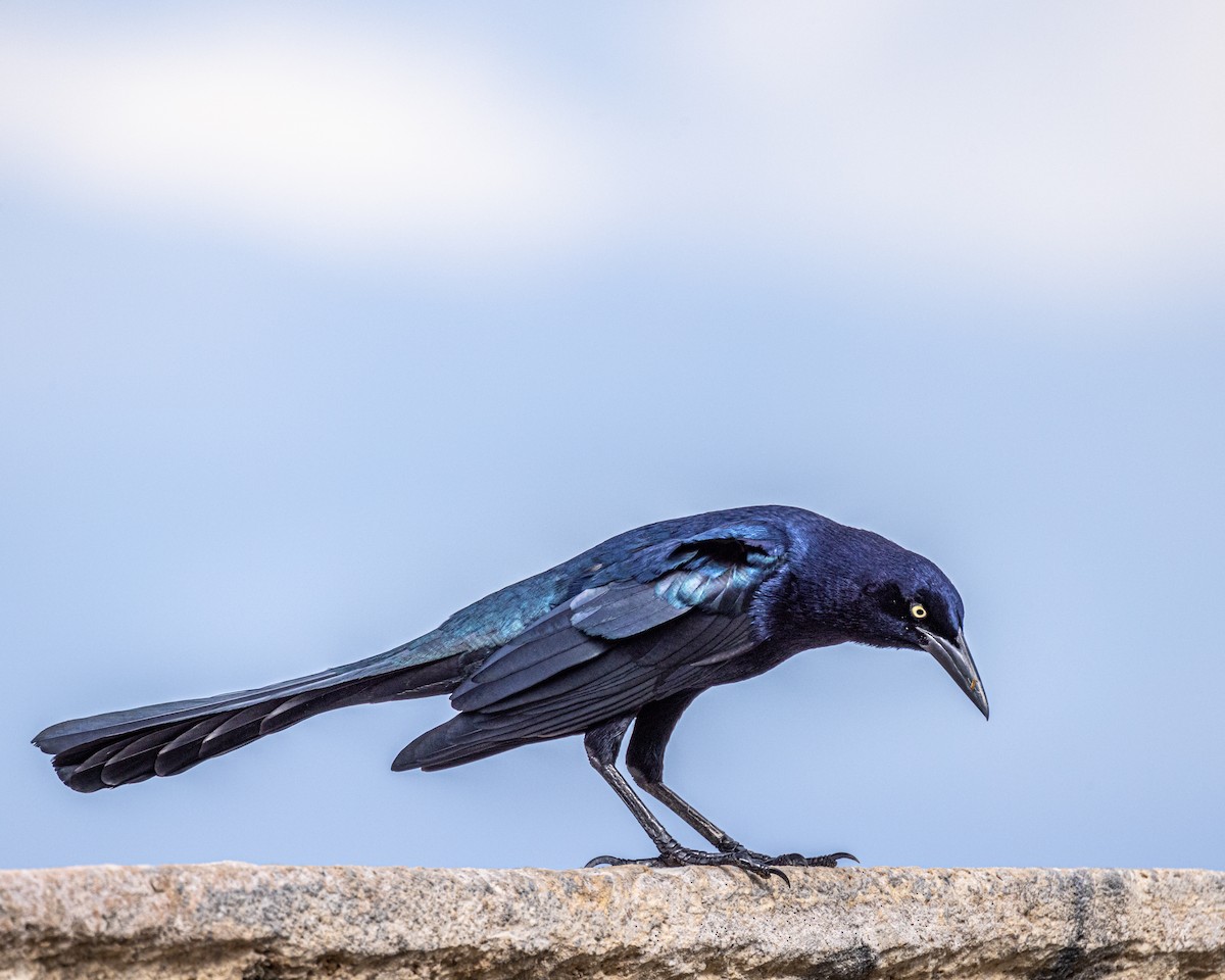 Great-tailed Grackle - ML388019261