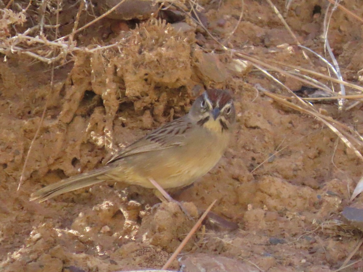 Rufous-crowned Sparrow - ML388020601