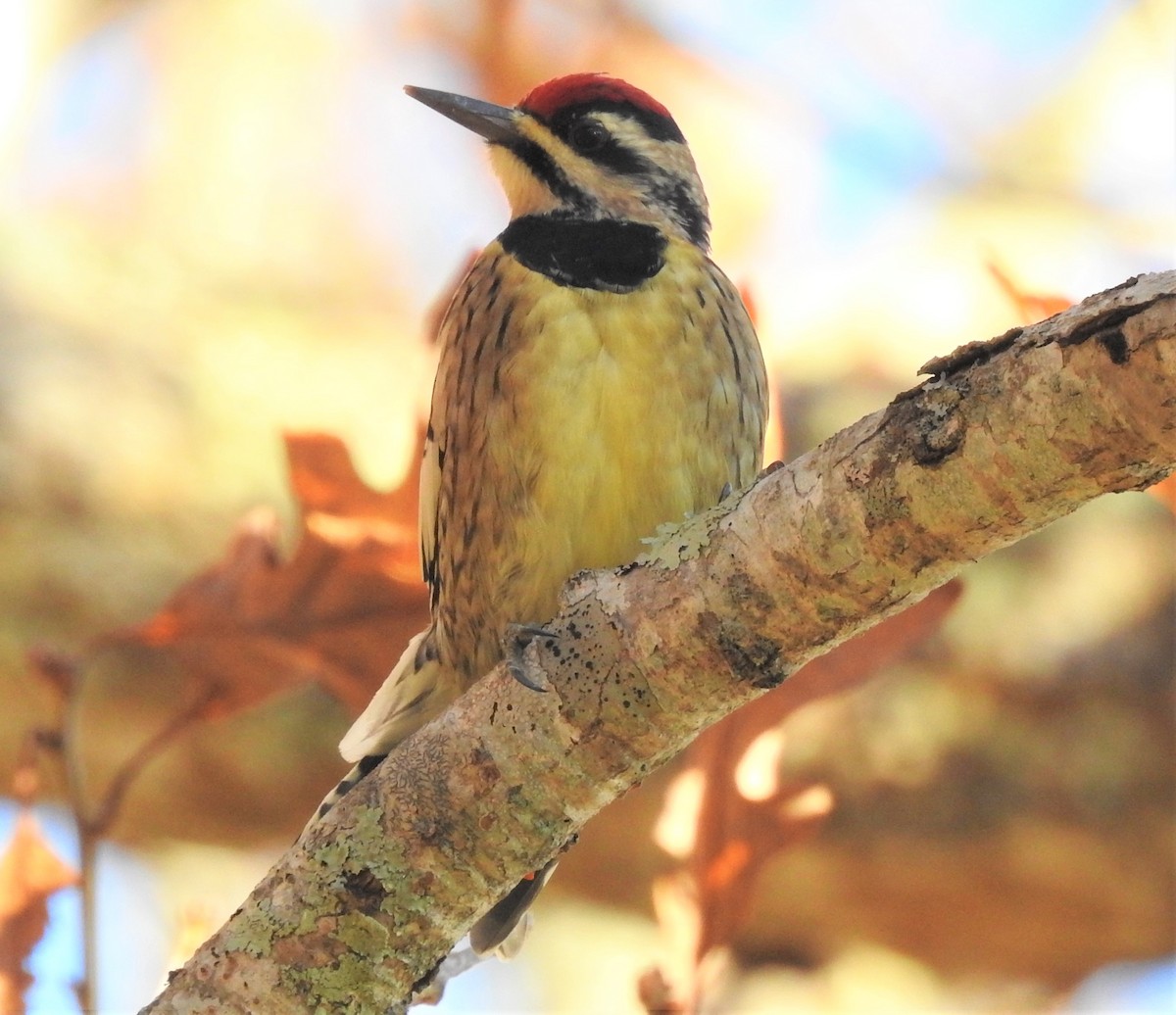 Yellow-bellied Sapsucker - ML388022721