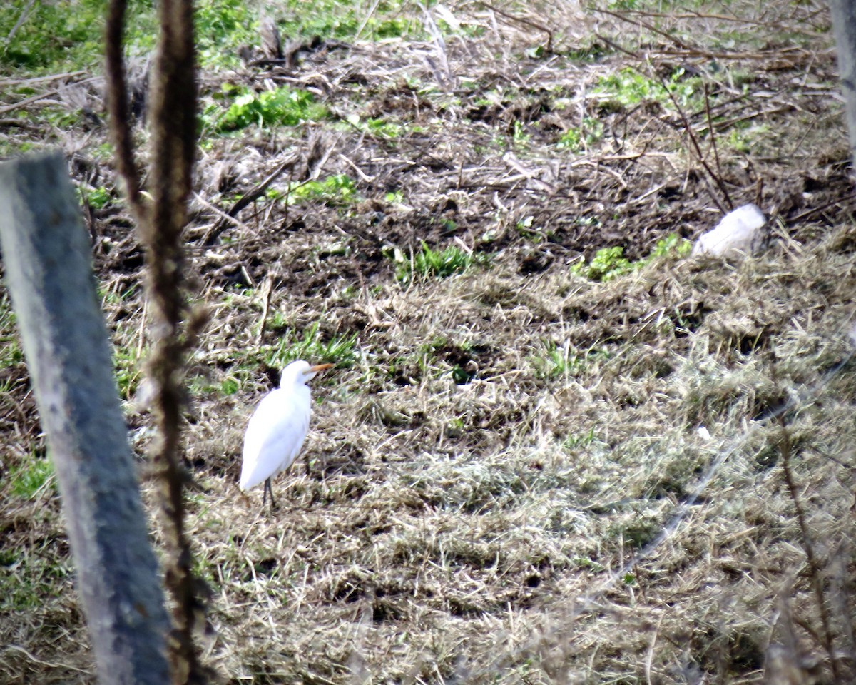 Western Cattle Egret - ML388023001