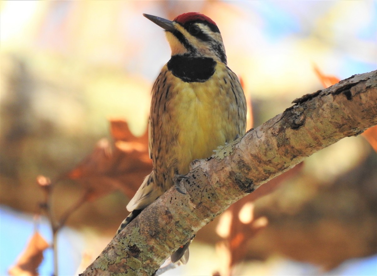 Yellow-bellied Sapsucker - ML388023011