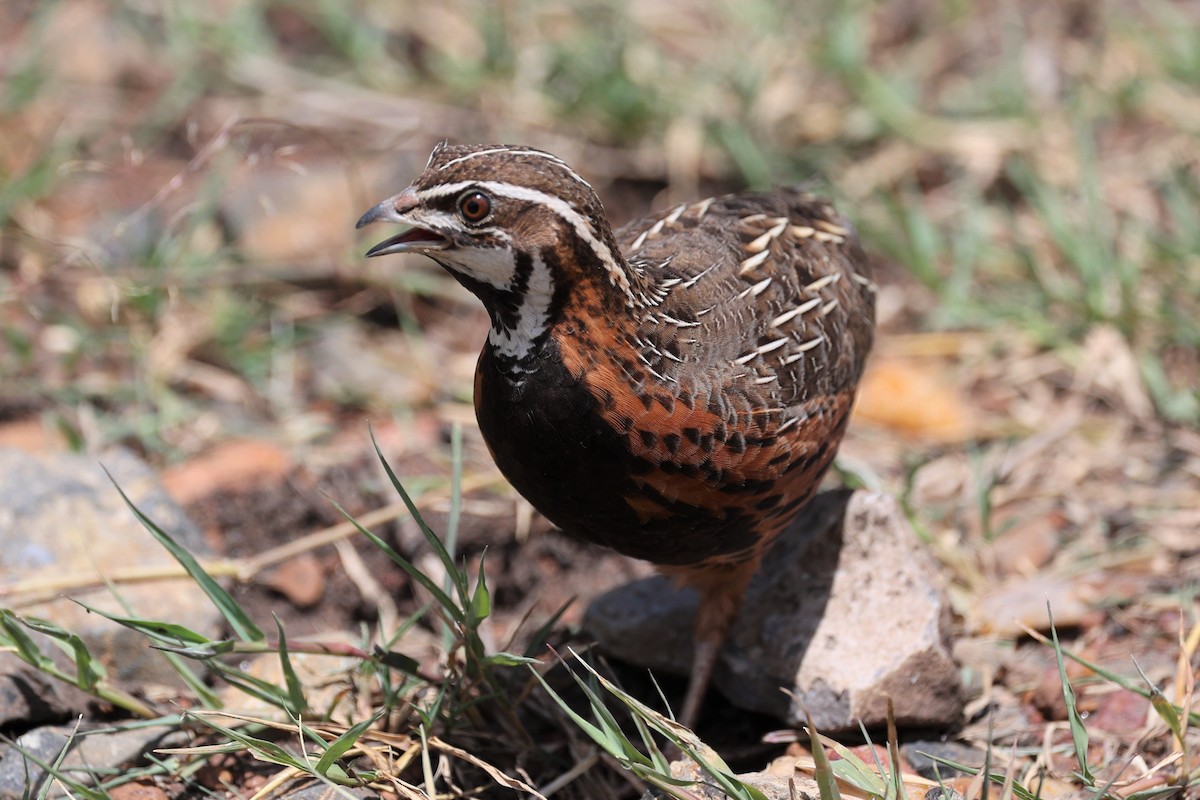 Harlequin Quail - ML388024061