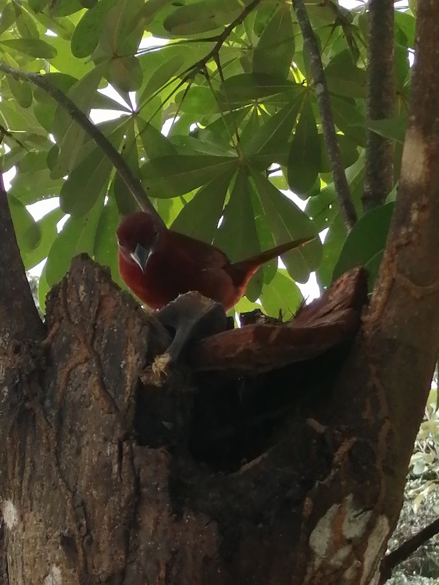 Hepatic Tanager - ML388024801