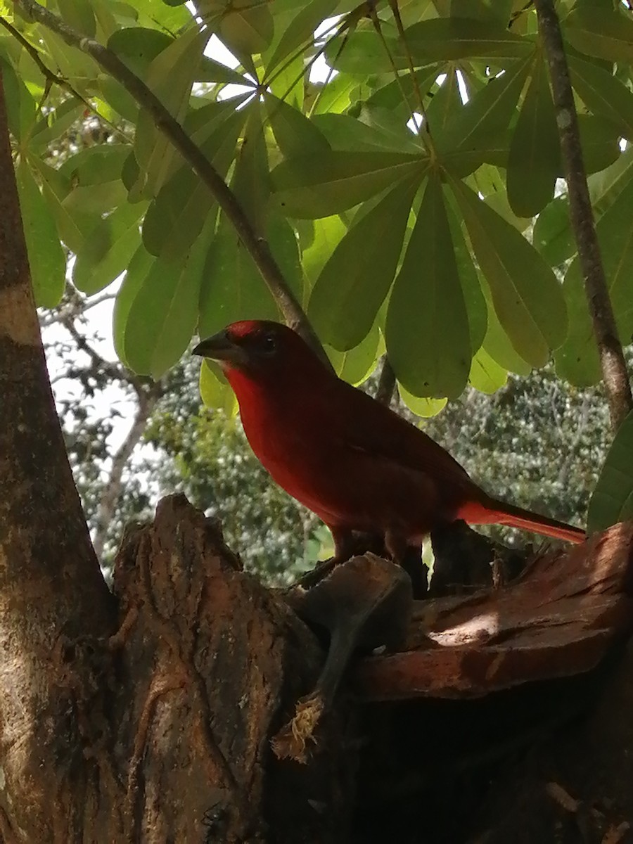 Hepatic Tanager - ML388024861