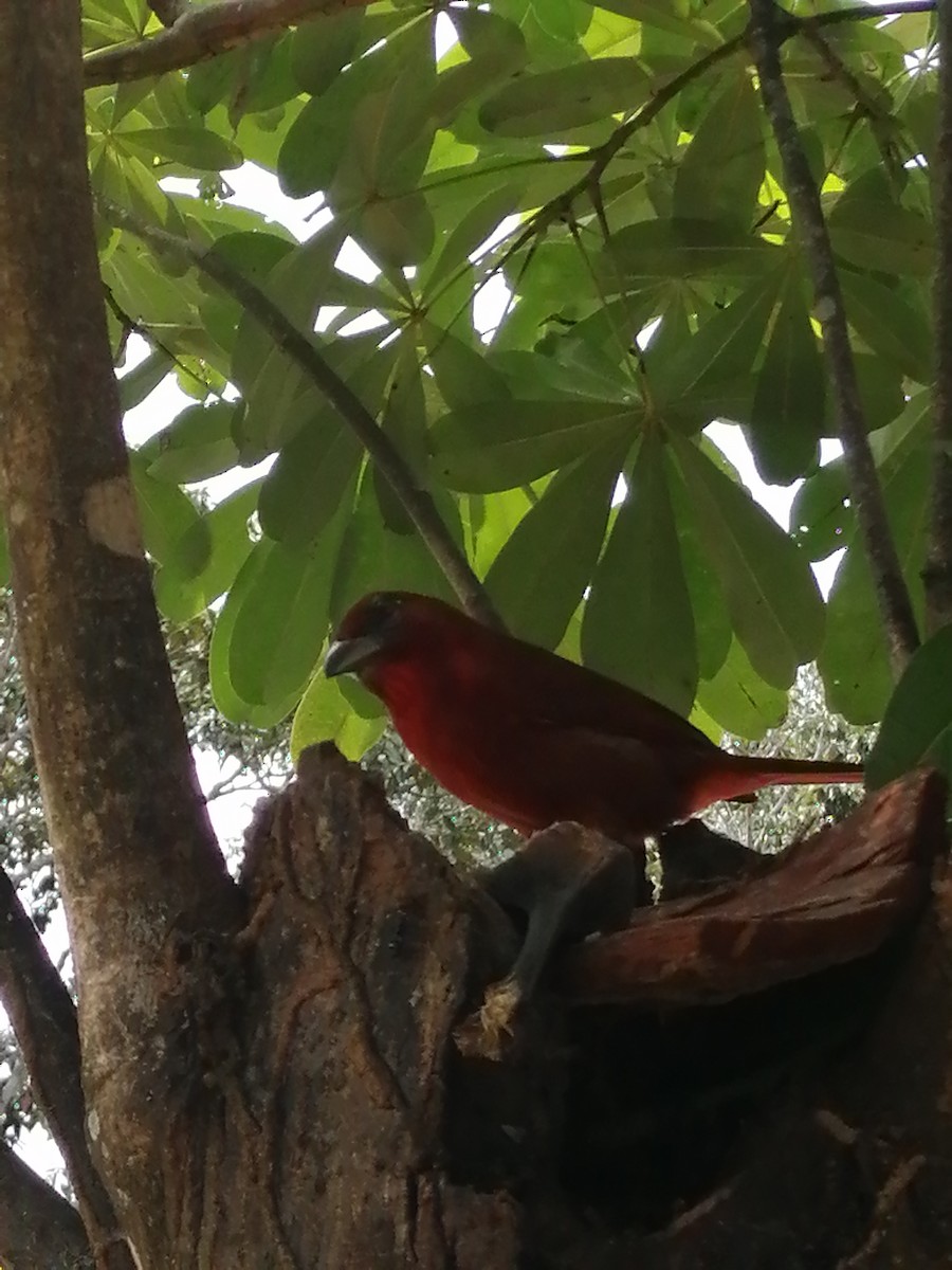 Hepatic Tanager - ML388024901