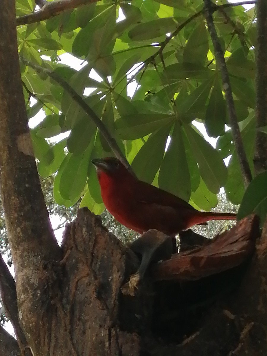 Hepatic Tanager - ML388024921