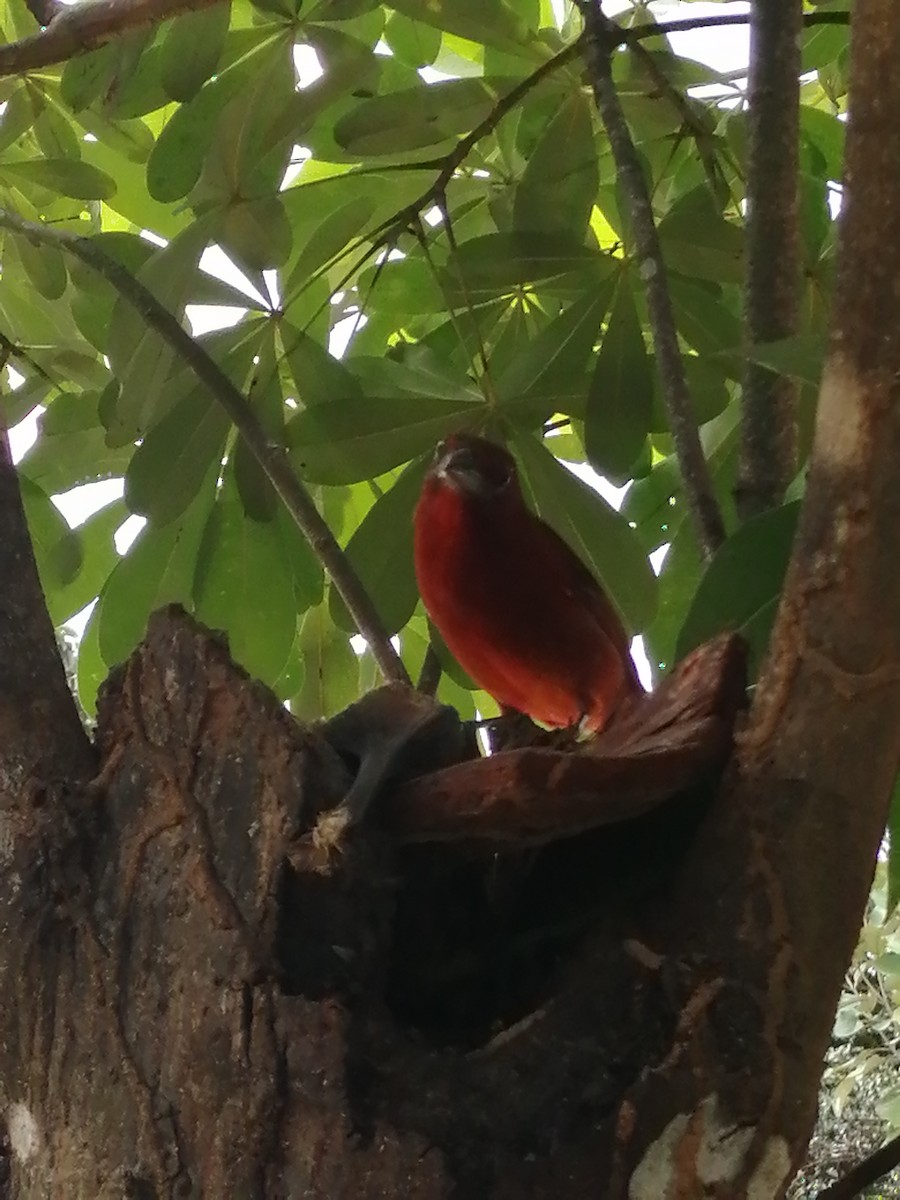 Hepatic Tanager - ML388024931