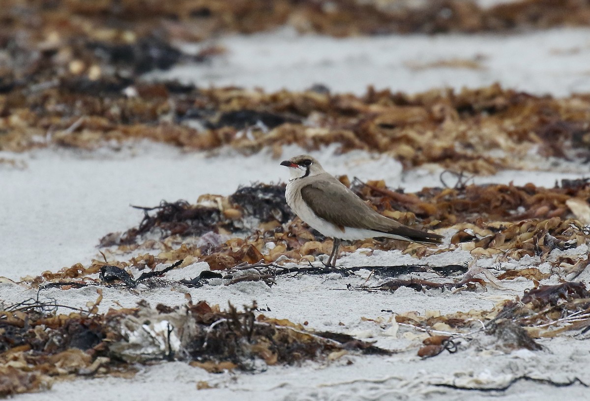 Oriental Pratincole - ML388025321