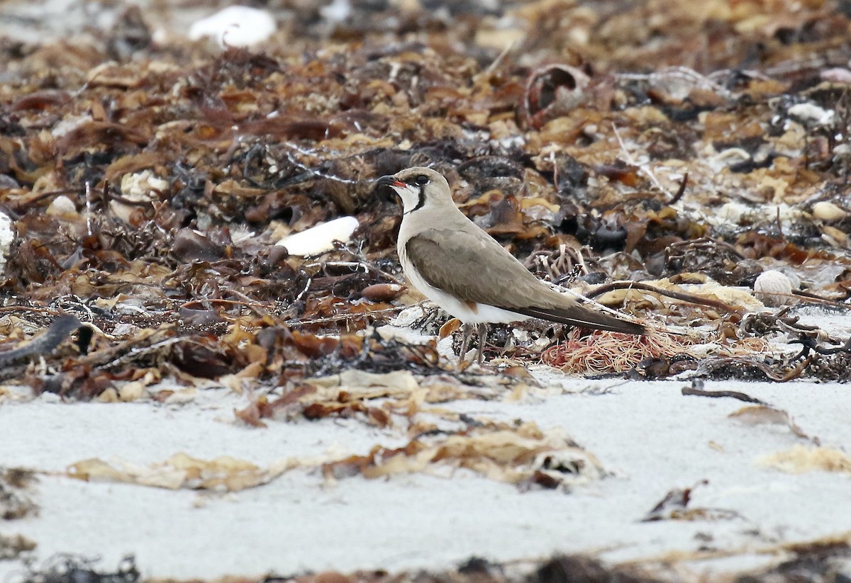 Oriental Pratincole - ML388025331
