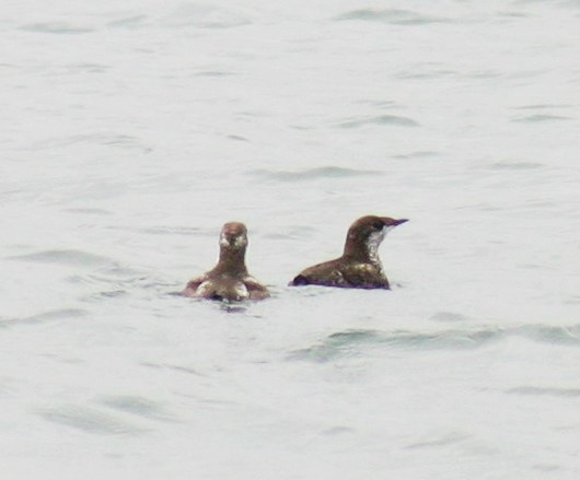 Long-billed Murrelet - ML38802621