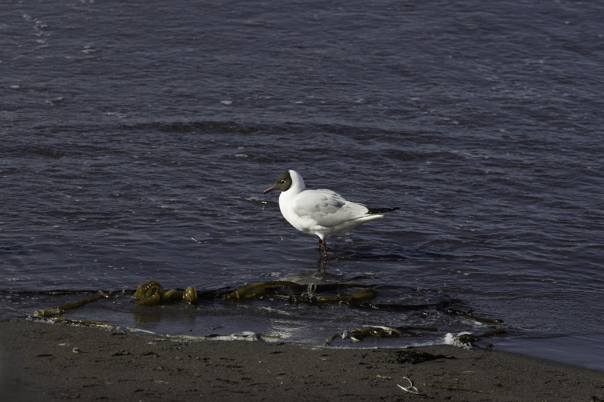 Black-headed Gull - ML388026441