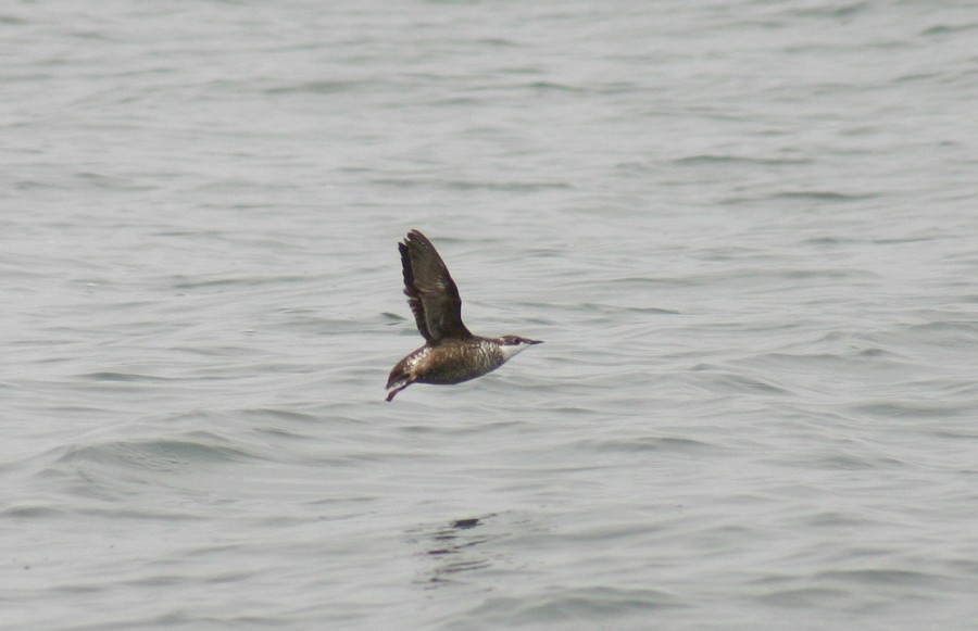 Long-billed Murrelet - ML38802711