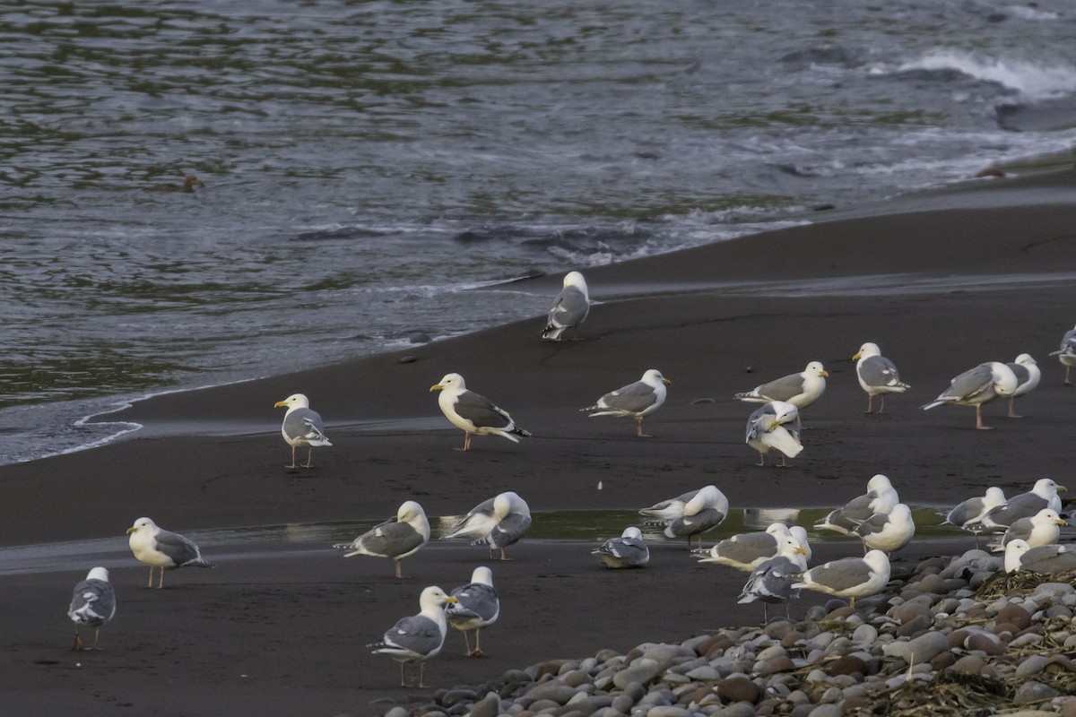 Slaty-backed Gull - Brendan Higgins