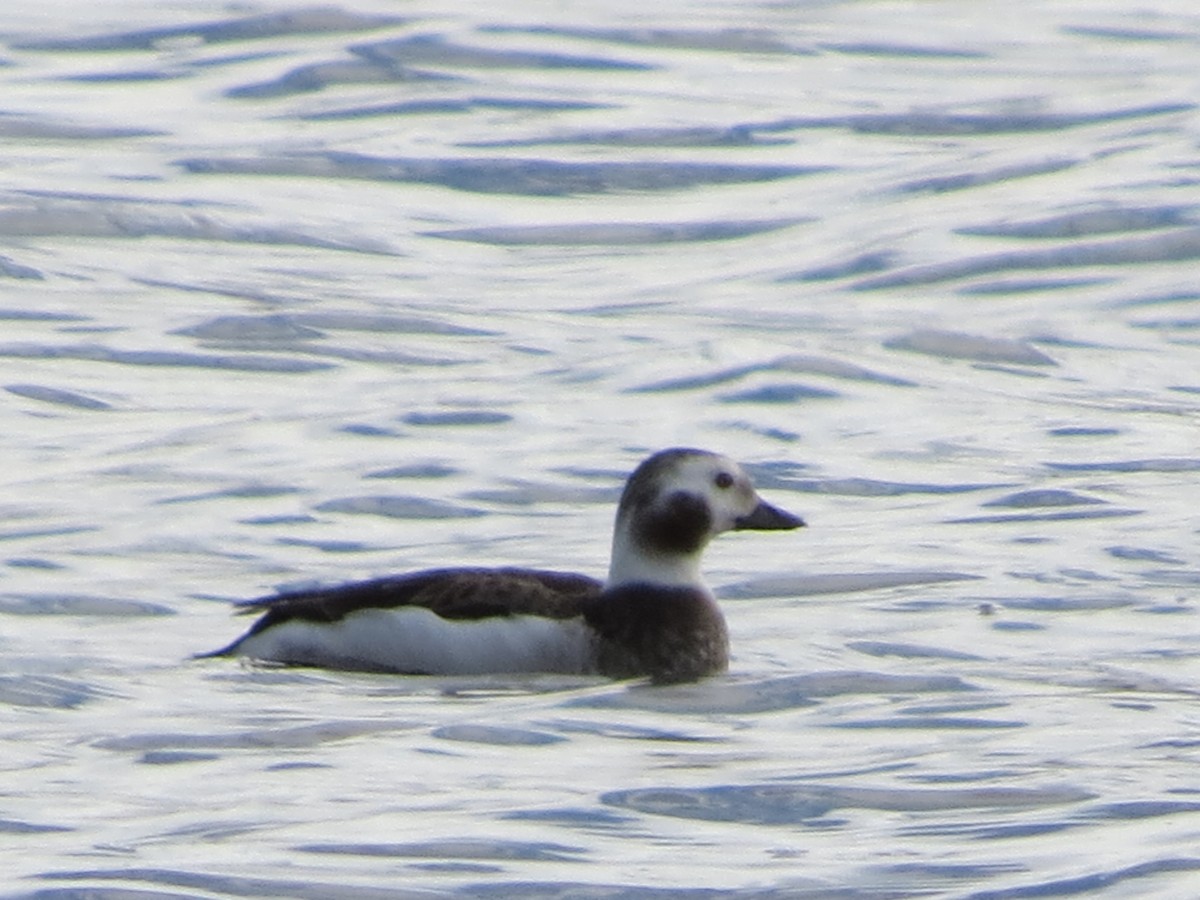 Long-tailed Duck - ML388027701