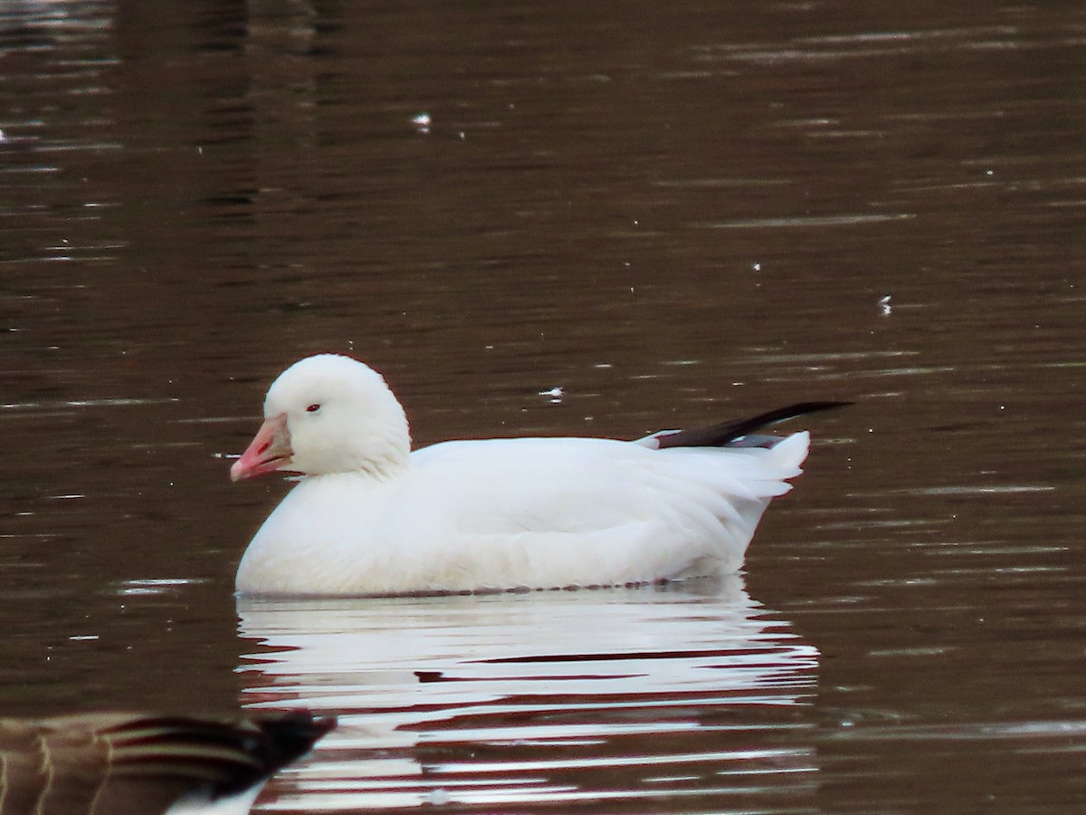 Ross's Goose - Gerry Hawkins