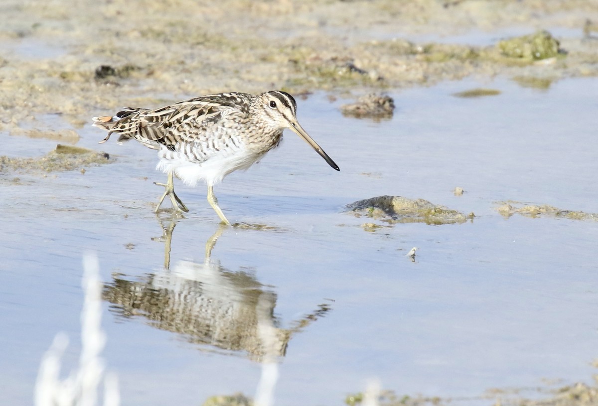 Latham's Snipe - Mike Potter