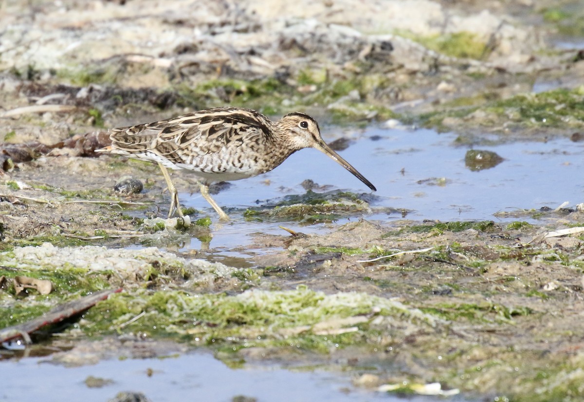 Latham's Snipe - ML388028741