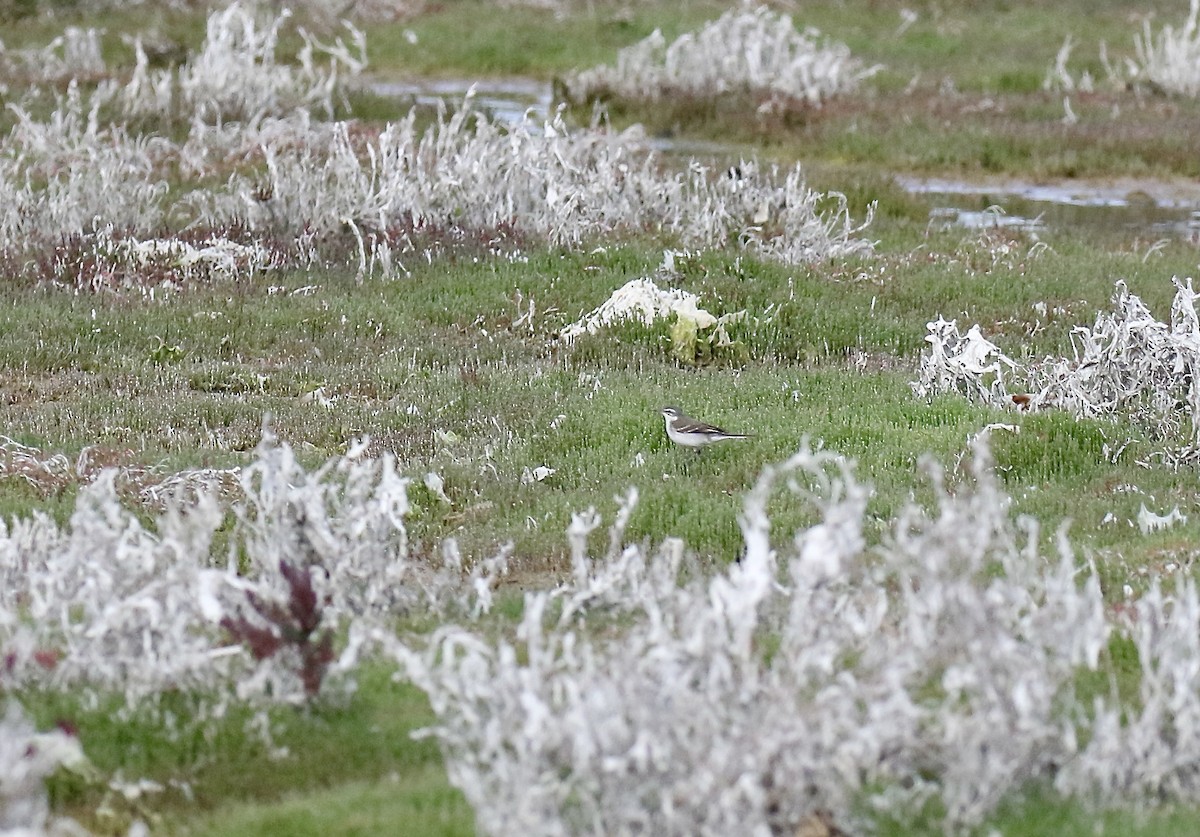 Eastern Yellow Wagtail - ML388028781