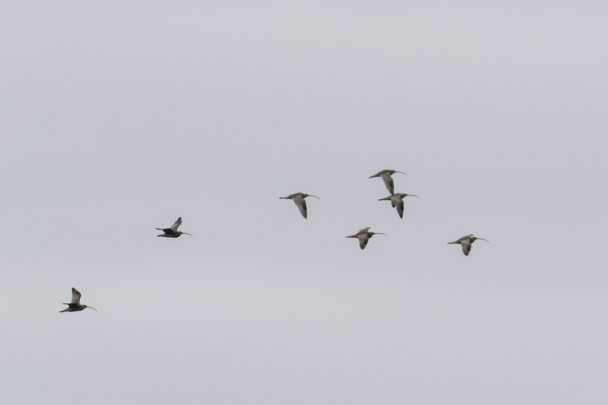 Far Eastern Curlew - ML388029701