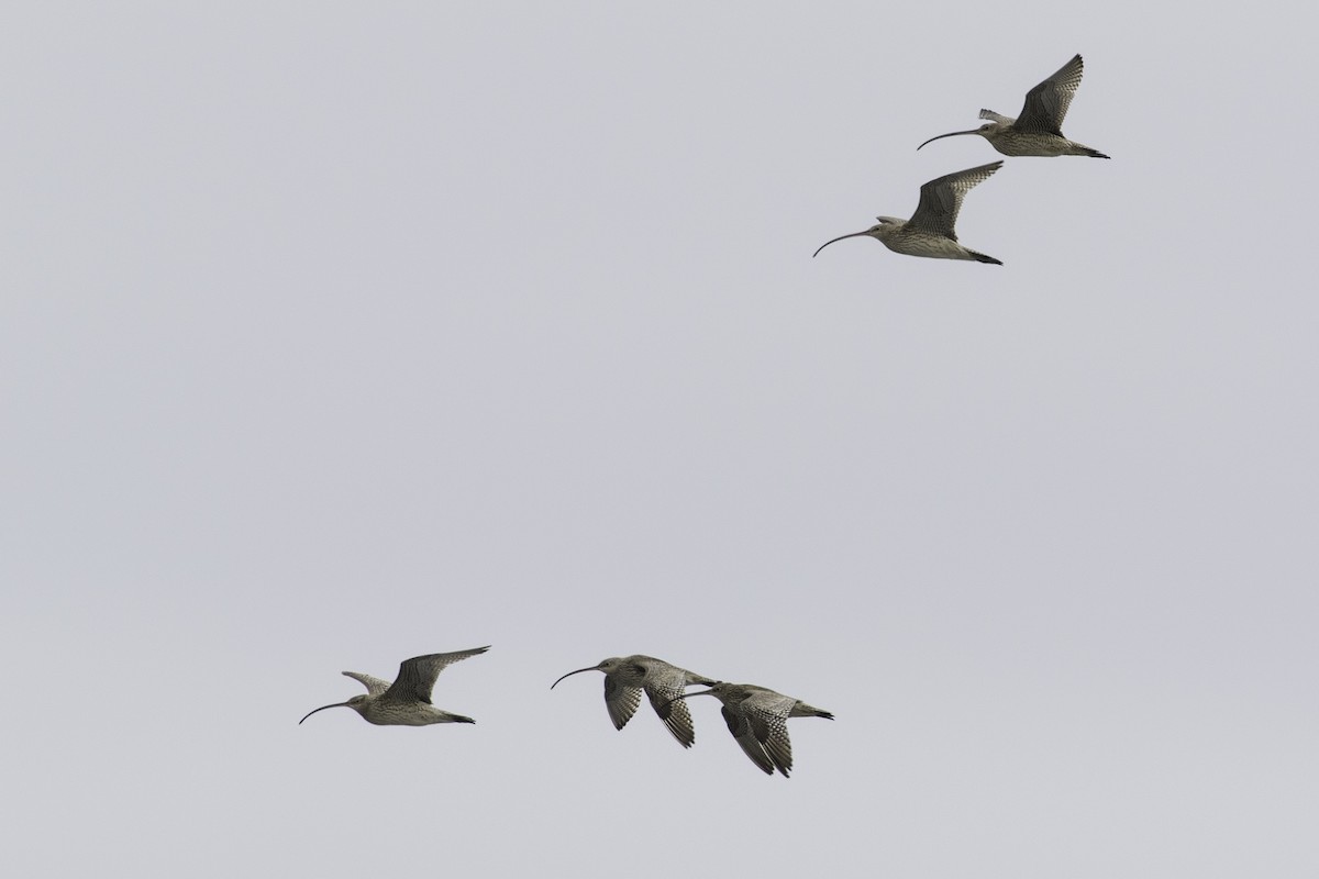 Far Eastern Curlew - ML388029711