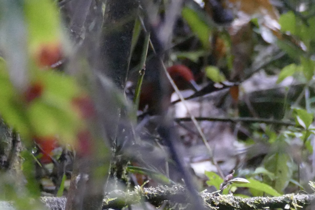 Chestnut-headed Crake - ML388029891