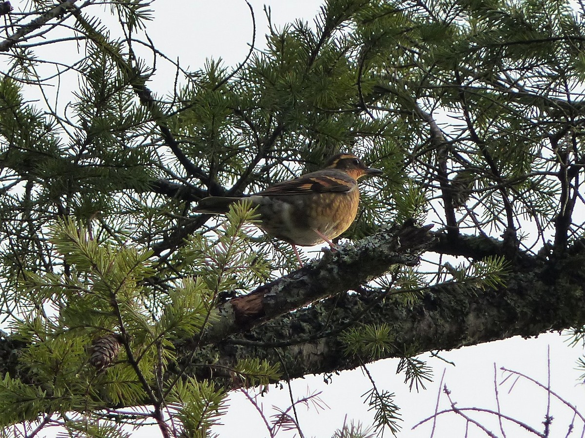 Varied Thrush - Ted Down