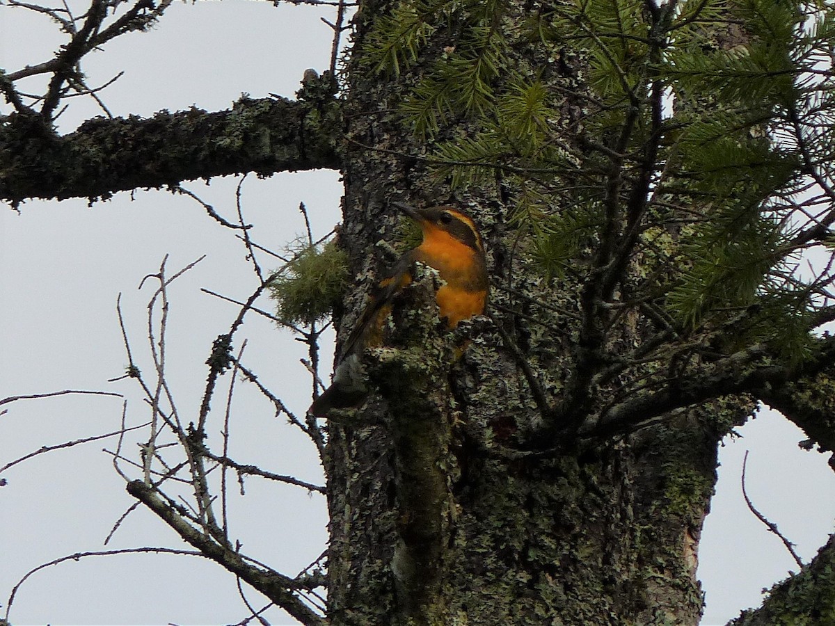 Varied Thrush - ML38803161