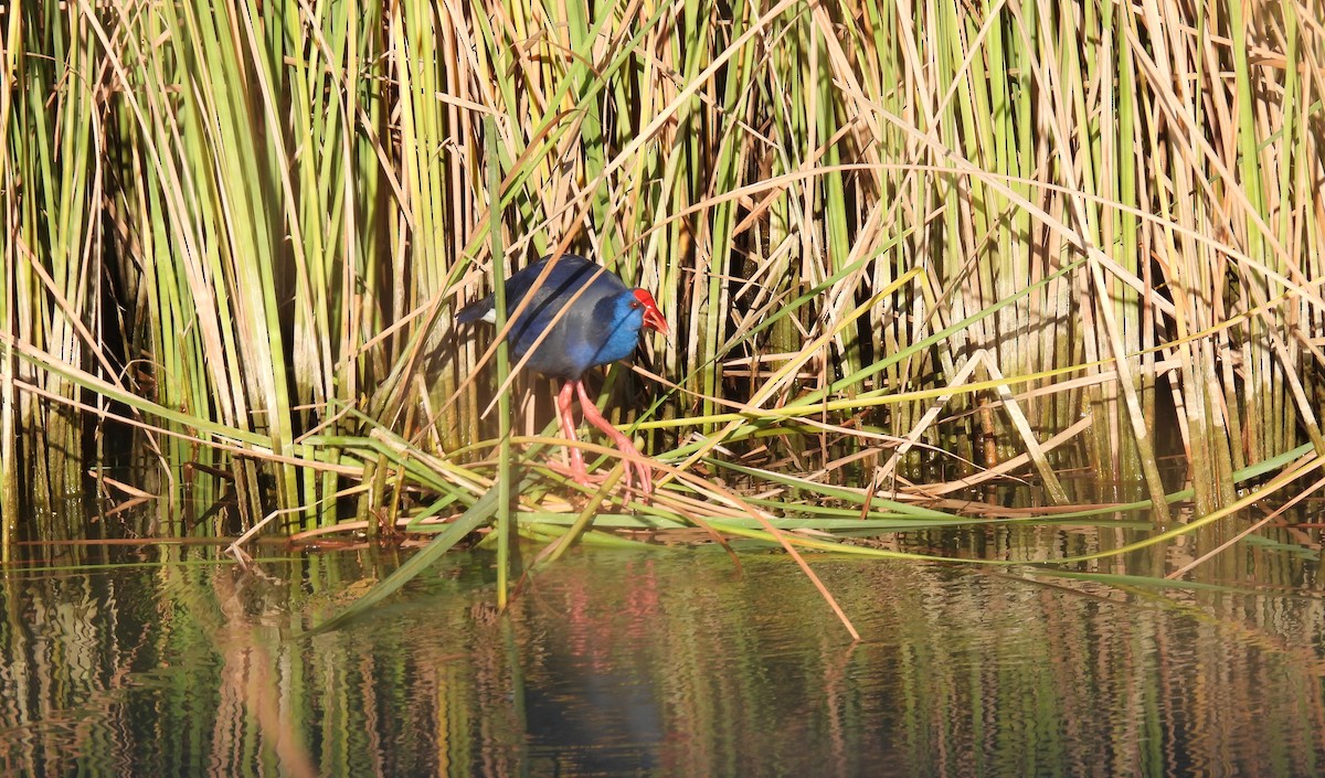 Western Swamphen - ML388031921