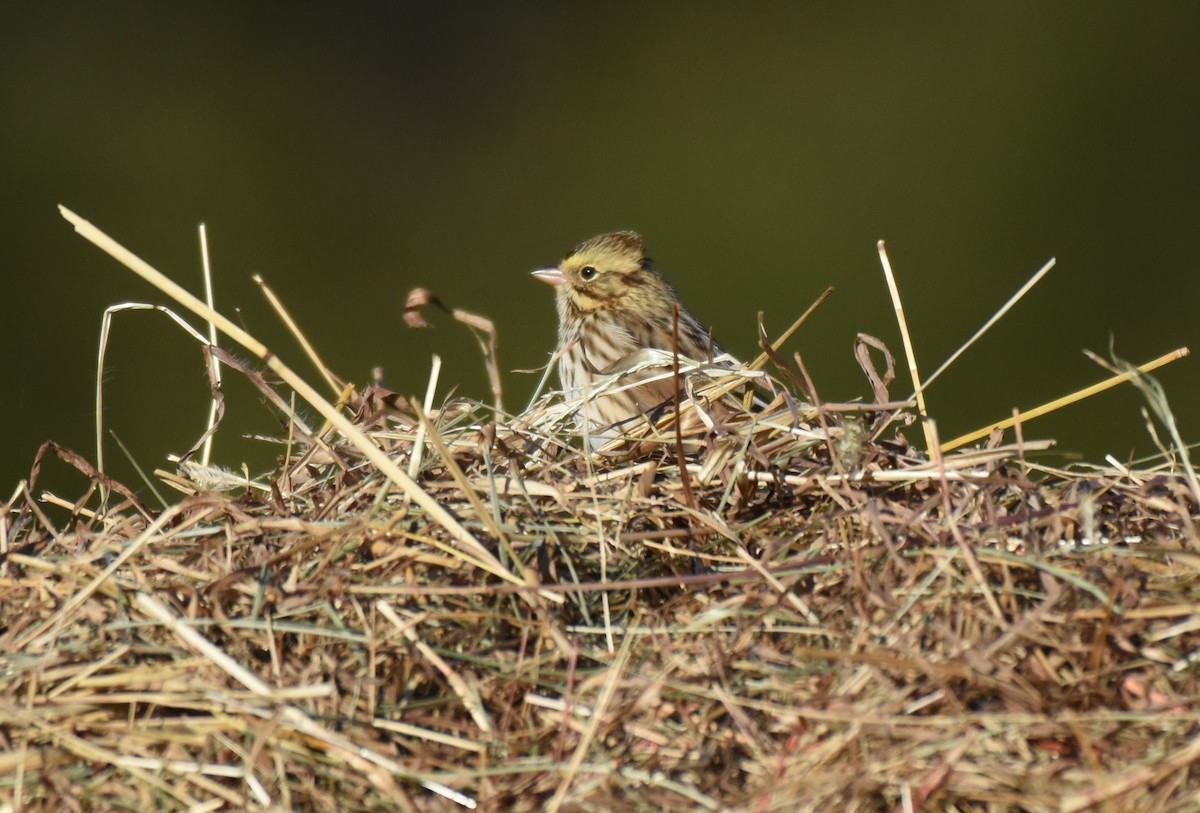 Savannah Sparrow - ML388033551